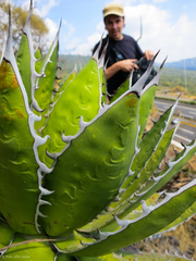 Agave horrida horrida