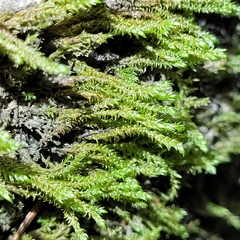 Hygrohypnum luridum