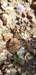 Scabiosa incisa
