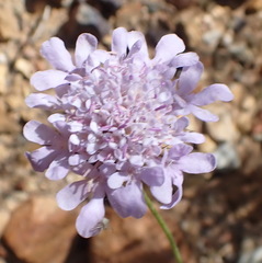 Scabiosa incisa