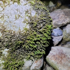 Hygrohypnum luridum