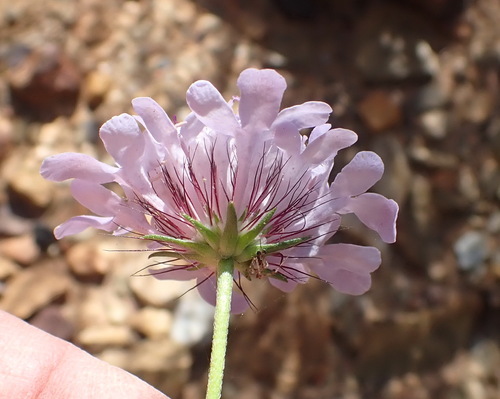 Image of Scabiosa incisa by (c) Nicola van Berkel, some rights reserved (CC BY-SA)