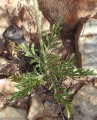 Scabiosa incisa