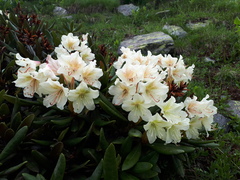 Rhododendron caucasicum