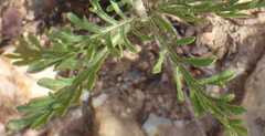 Scabiosa incisa