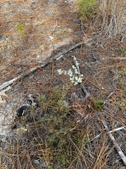 Polygonella polygama