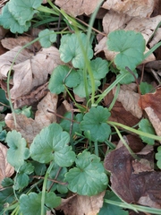 Glechoma hederacea