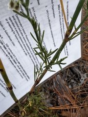 Polygonella polygama