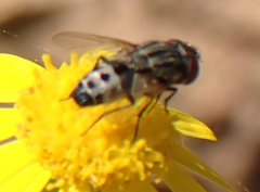 Miltogramminae