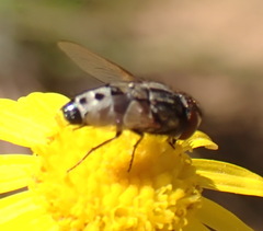 Miltogramminae