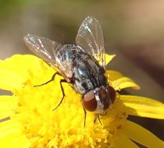 Miltogramminae