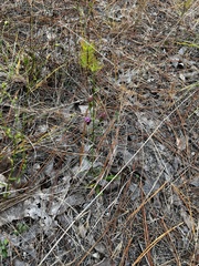 Liatrinae