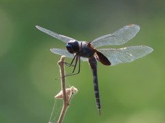 Tramea binotata