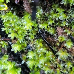 Ptychostomum pseudotriquetrum
