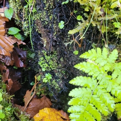 Ptychostomum pseudotriquetrum