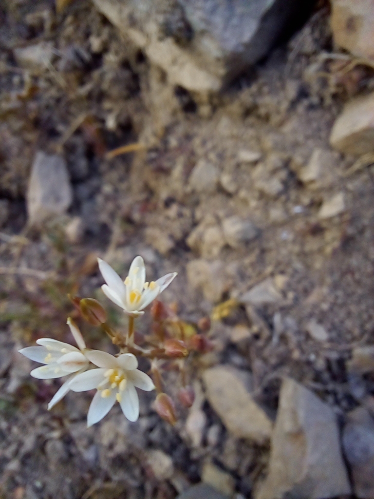 Ornithogalum thunbergii