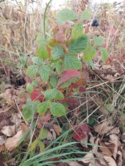 Rubus caesius