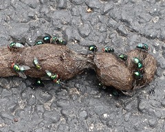 Lucilia coeruleiviridis