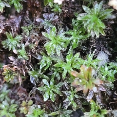 Encalypta streptocarpa