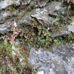 Encalypta streptocarpa