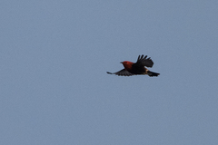 Himatione sanguinea
