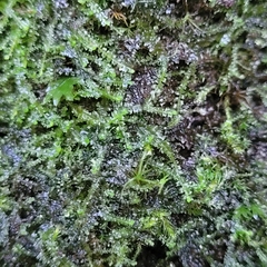 Mesoptychia collaris