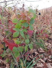 Rubus caesius