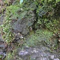 Mesoptychia collaris