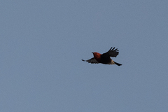Himatione sanguinea