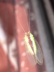 Chrysopidae