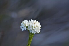 Lachnaea densiflora
