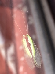Chrysopidae