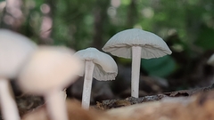 Mycena galopus