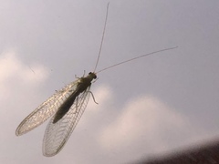 Chrysopidae