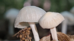 Mycena galopus