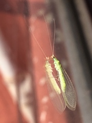 Chrysopidae