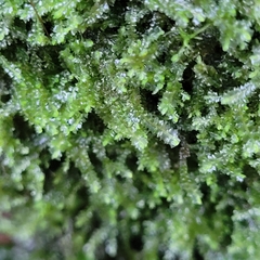 Mesoptychia collaris