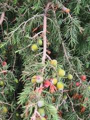 Juniperus oxycedrus