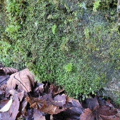 Mesoptychia collaris