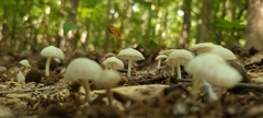 Mycena galopus