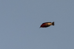 Himatione sanguinea