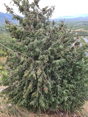 Juniperus oxycedrus