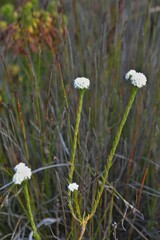 Lachnaea densiflora
