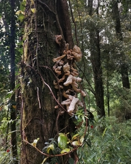 Austrobasidium pehueldeni