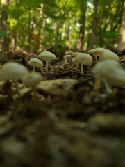Mycena galopus