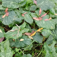 Arum italicum