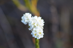 Lachnaea densiflora