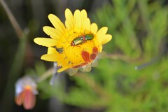 Ursinia dentata