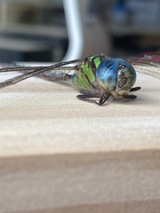 Triacanthagyna trifida