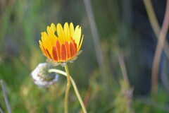 Ursinia dentata